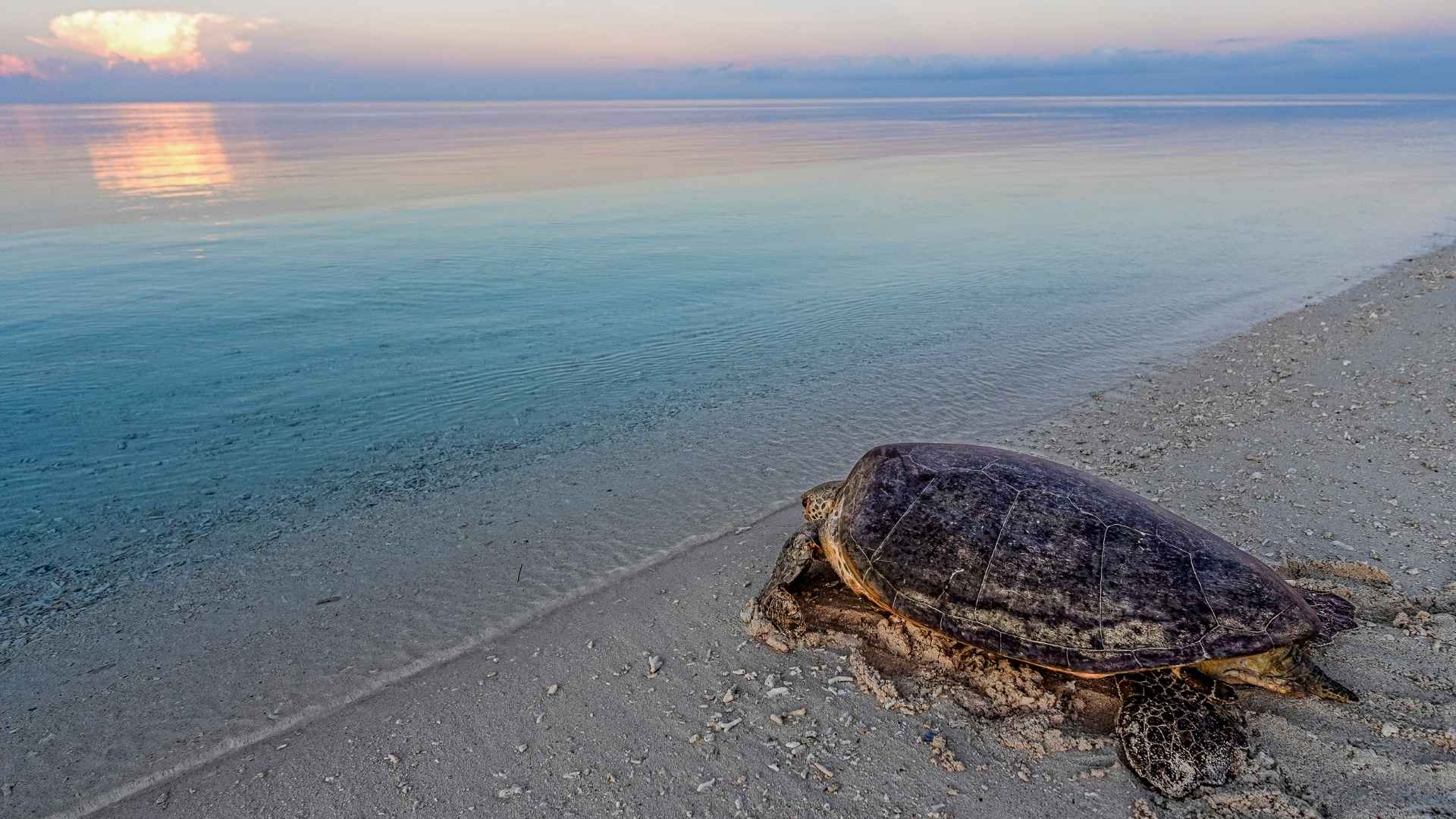 A New Hope for Green Turtles: Rising Back from the Edge of Extinction