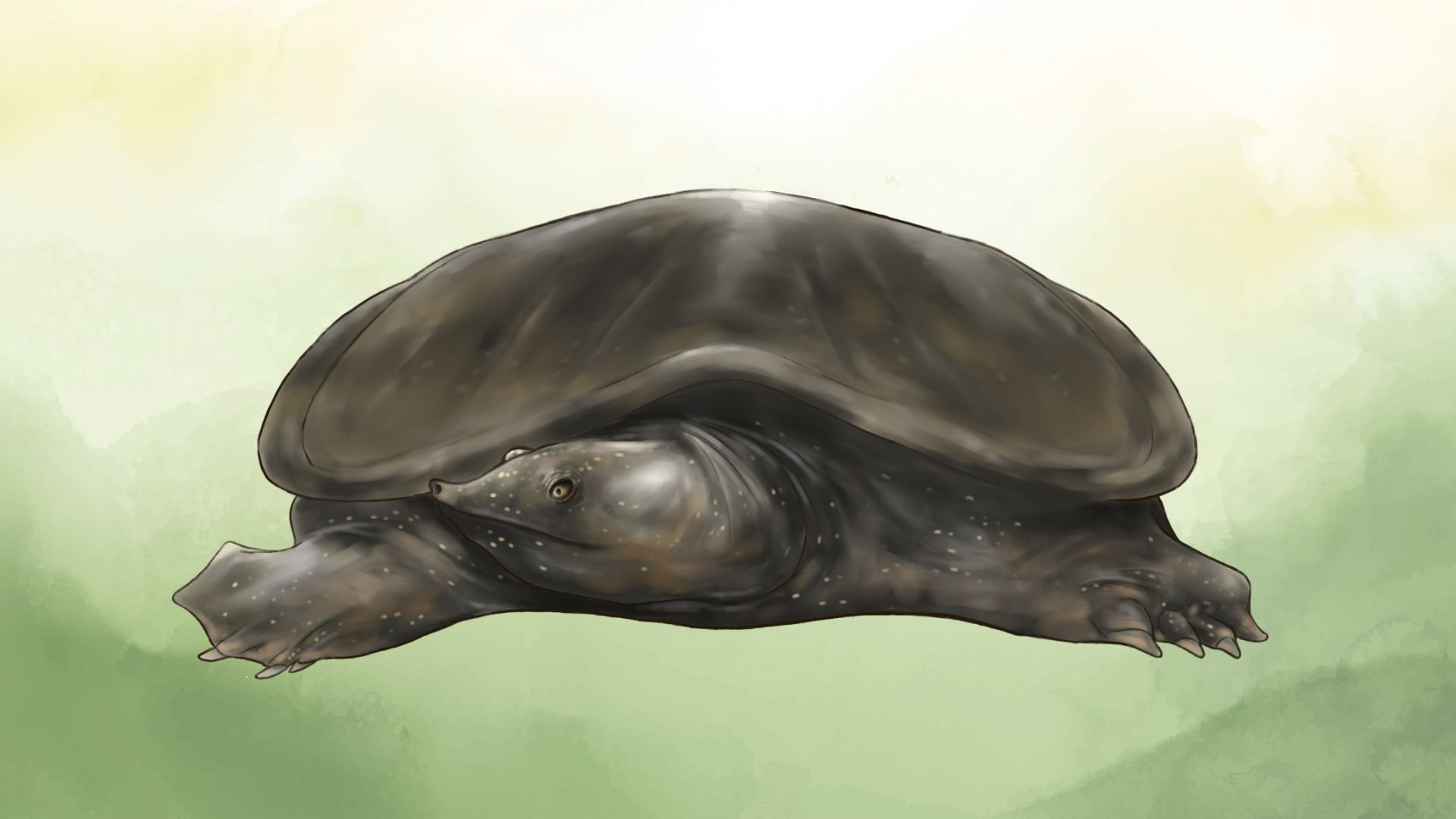 Pengetahuan Lokal terhadap “Empas” dan Penyu di Pulau Dewata