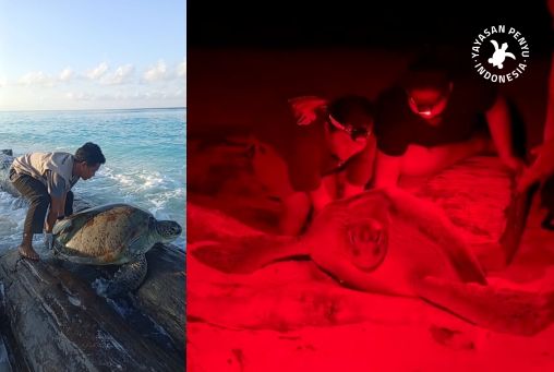 Membantu Penyu Hijau yang Tersangkut Kembali ke Laut
